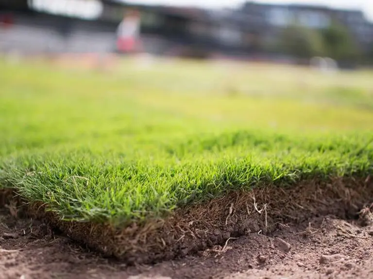 Turf soil and roots